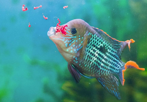Почему аквариумные рыбки не едят корм
