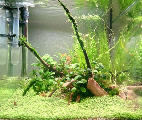 Почему рыбки едят аквариумные растения