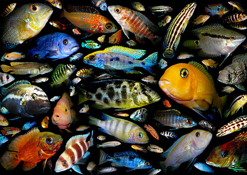 Почему в аквариуме умирают рыбки
